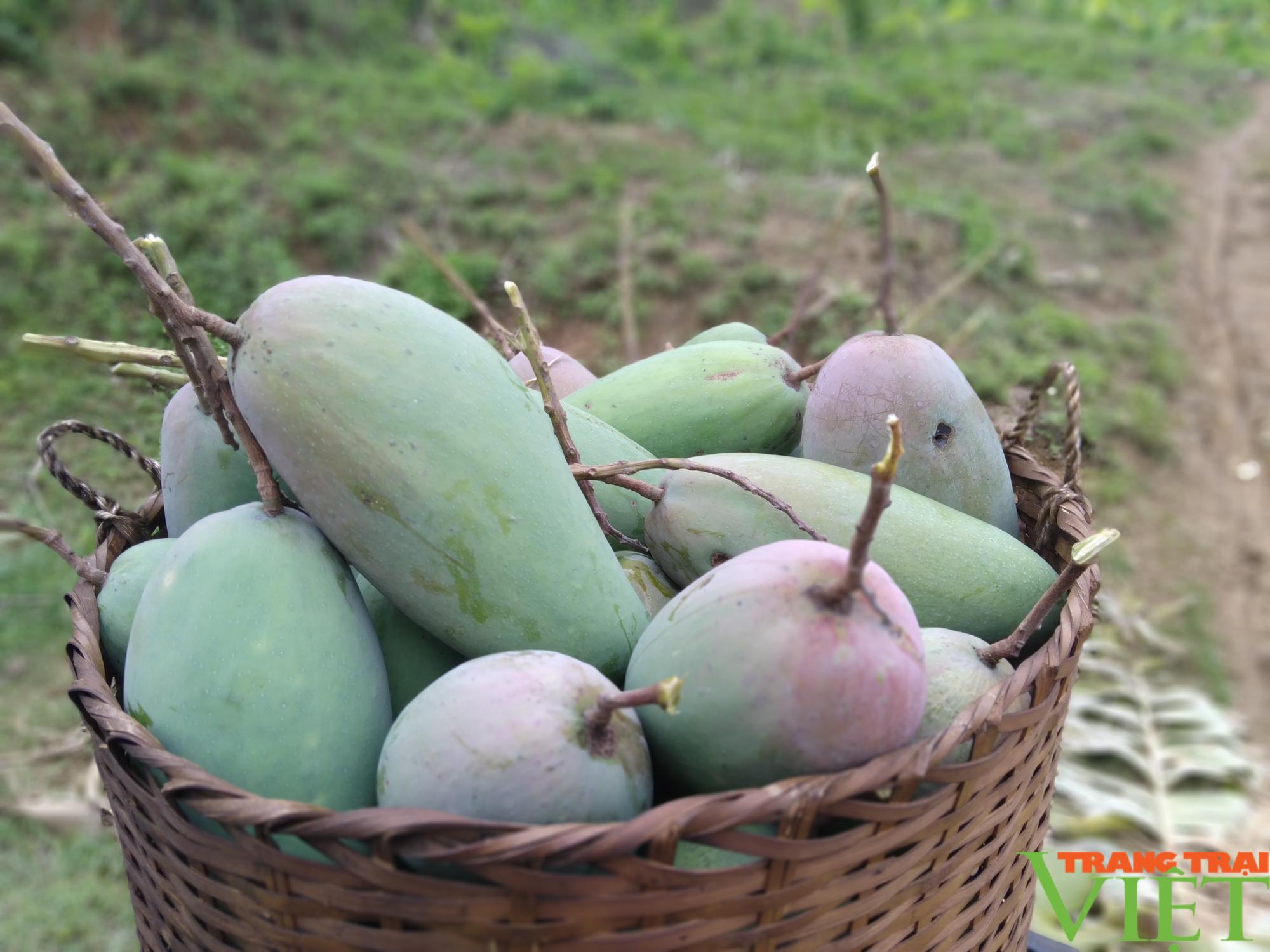 Mường La phấn đấu tiêu thụ và xuất khẩu hơn 10.000 tấn nông sản - Ảnh 3. Mường La phấn đấu tiêu thụ và xuất khẩu hơn 10.000 tấn nông sản - Ảnh 3.