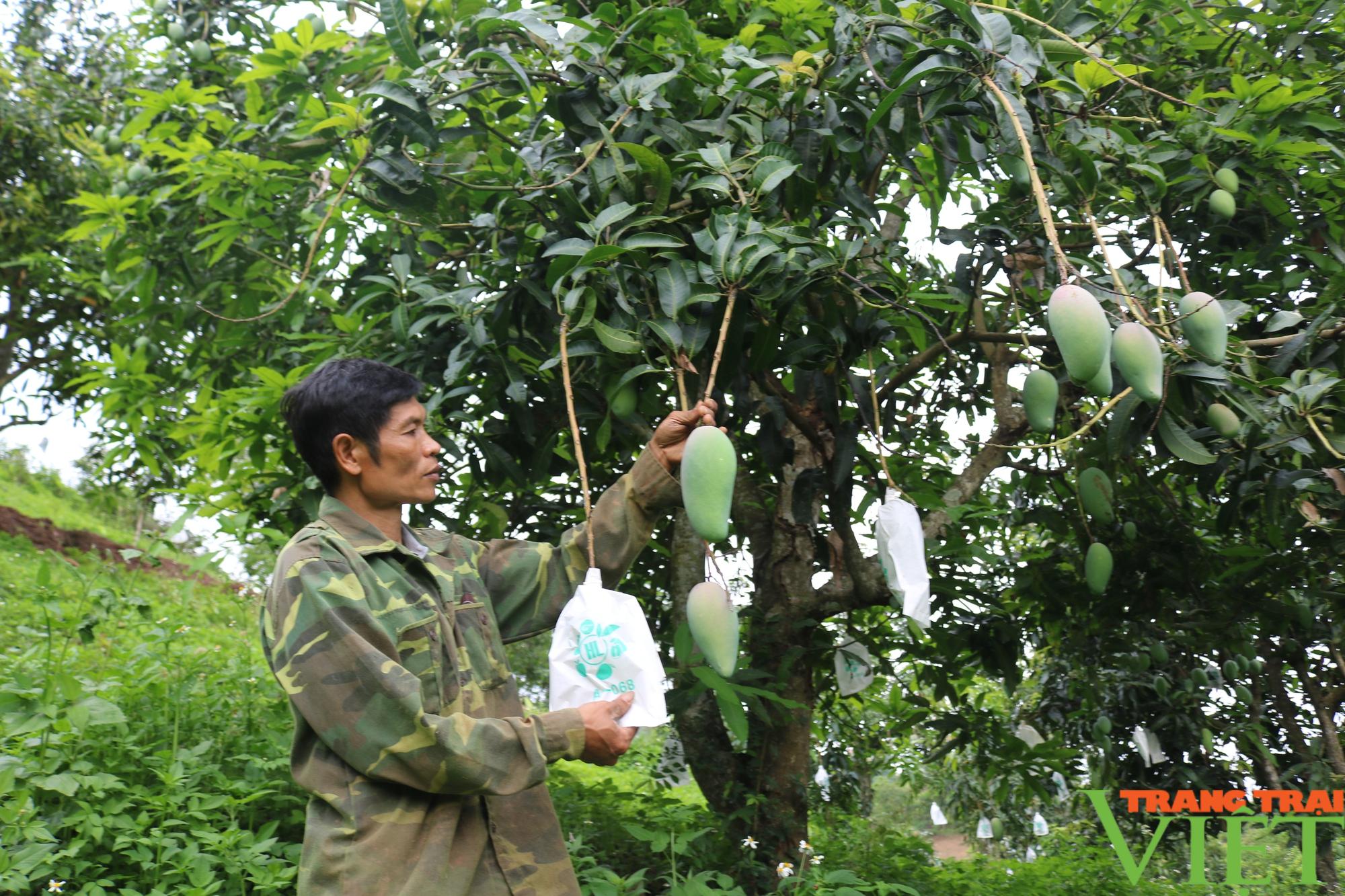 Mường La phấn đấu tiêu thụ và xuất khẩu hơn 10.000 tấn nông sản - Ảnh 2. Mường La phấn đấu tiêu thụ và xuất khẩu hơn 10.000 tấn nông sản - Ảnh 2.