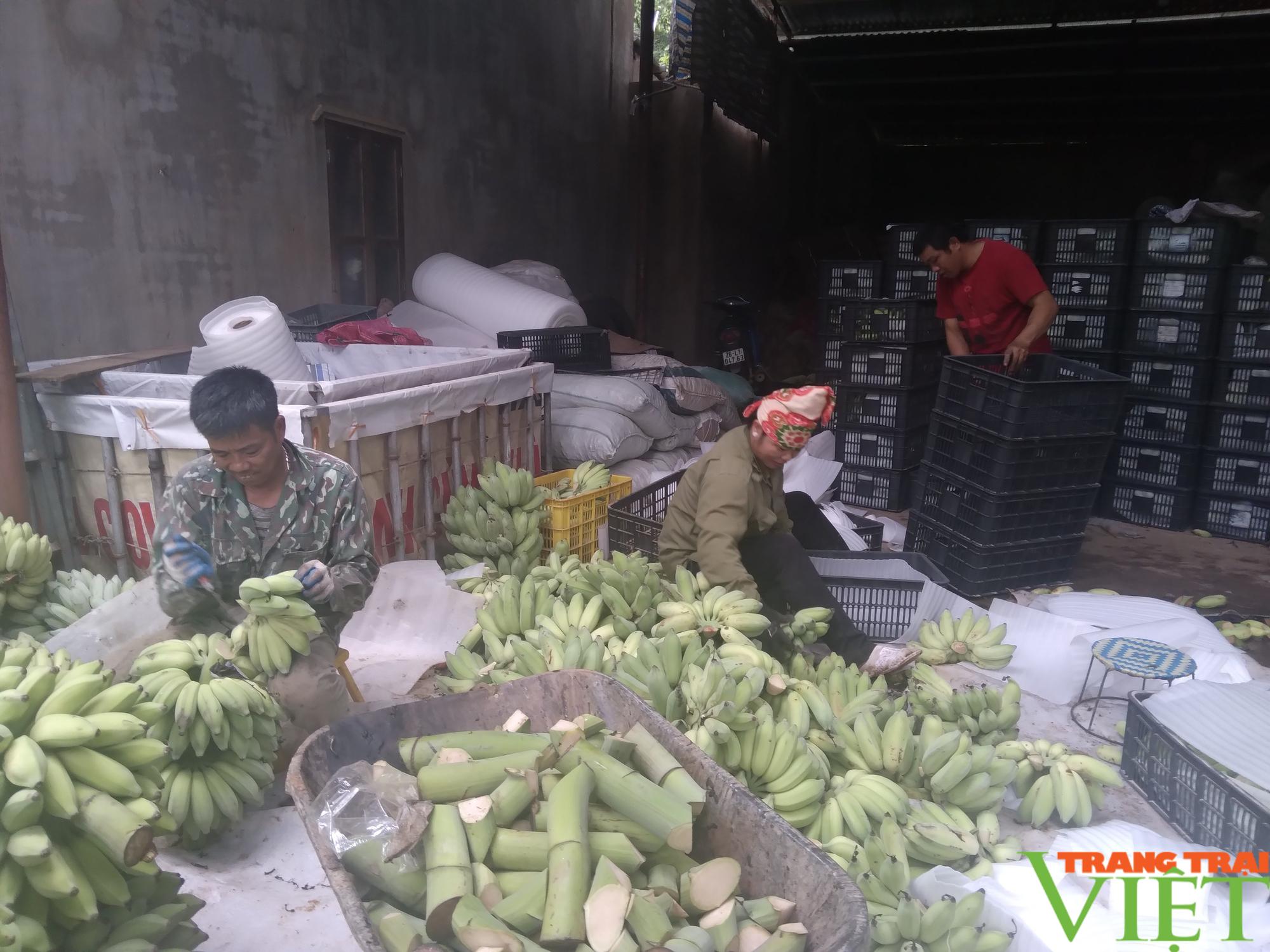Mường La phấn đấu tiêu thụ và xuất khẩu hơn 10.000 tấn nông sản - Ảnh 7. Mường La phấn đấu tiêu thụ và xuất khẩu hơn 10.000 tấn nông sản - Ảnh 7.