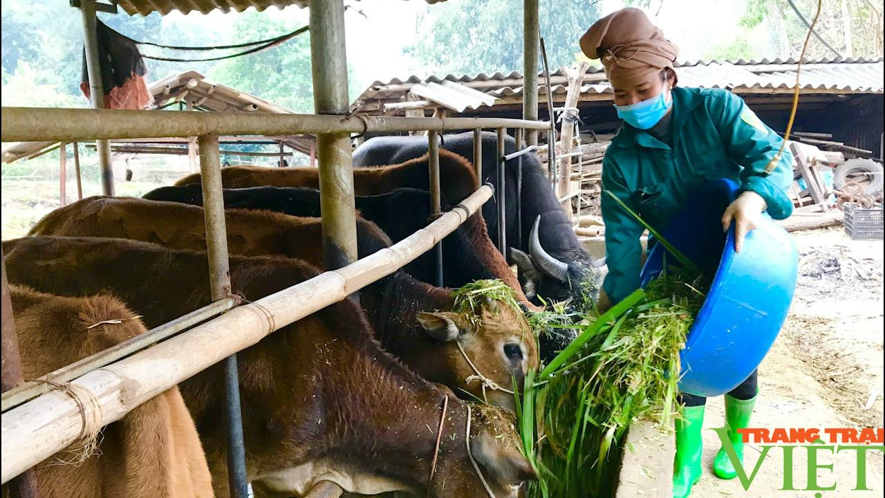 Sơn La: Phát triển chăn nuôi đàn đại gia súc - Ảnh 5.