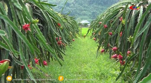 Cao Bằng xây dựng chuỗi liên kết sản xuất, tiêu thụ sản phẩm trái cây hình ảnh 1 Cao Bang xay dung chuoi lien ket san xuat, tieu thu san pham trai cay hinh anh 1