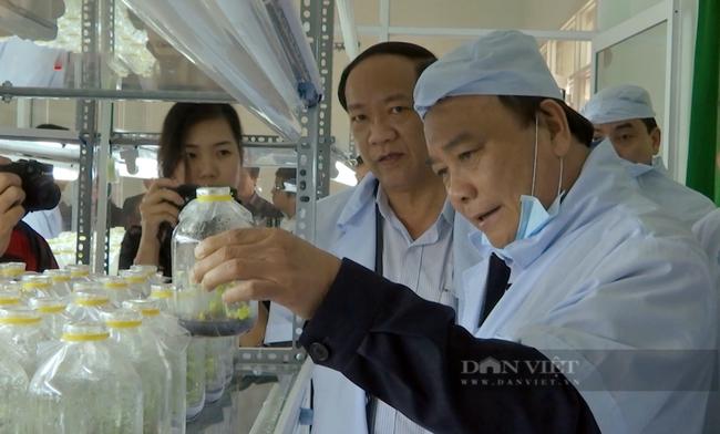 Sớm có chương trình quốc gia phát triển sâm Ngọc Linh - Ảnh 1. Sớm có chương trình quốc gia phát triển sâm Ngọc Linh - Ảnh 1.
