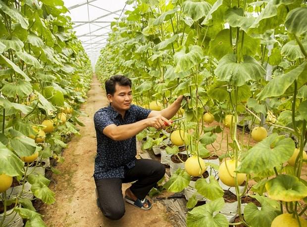 Bến Tre hình thành vùng sản xuất sản phẩm nông nghiệp hữu cơ chủ lực tập trung hình ảnh 1 Ben Tre hinh thanh vung san xuat san pham nong nghiep huu co chu luc tap trung hinh anh 1