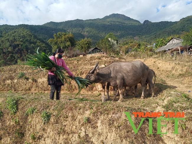 Tân Uyên: Chăn nuôi gia súc tập trung theo hướng hàng hoá - Ảnh 5. Tân Uyên: Chăn nuôi gia súc tập trung theo hướng hàng hoá - Ảnh 5.
