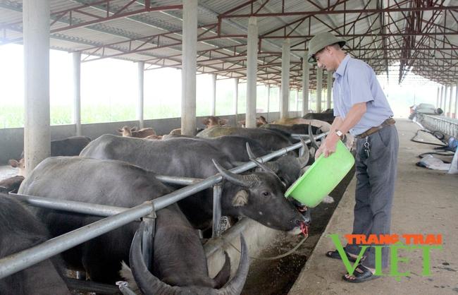 Tân Uyên: Chăn nuôi gia súc tập trung theo hướng hàng hoá - Ảnh 4. Tân Uyên: Chăn nuôi gia súc tập trung theo hướng hàng hoá - Ảnh 4.