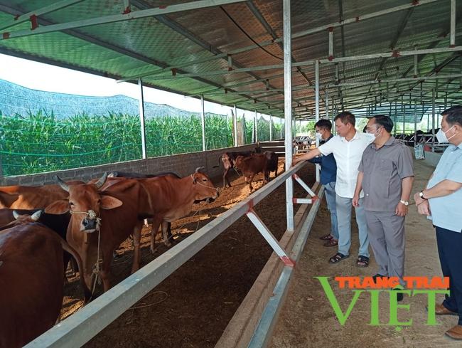 Tân Uyên: Chăn nuôi gia súc tập trung theo hướng hàng hoá - Ảnh 1. Tân Uyên: Chăn nuôi gia súc tập trung theo hướng hàng hoá - Ảnh 1.