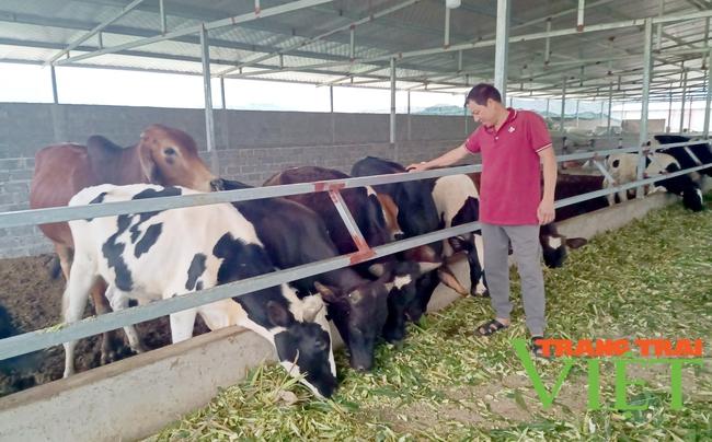 Tân Uyên: Chăn nuôi gia súc tập trung theo hướng hàng hoá - Ảnh 3. Tân Uyên: Chăn nuôi gia súc tập trung theo hướng hàng hoá - Ảnh 3.
