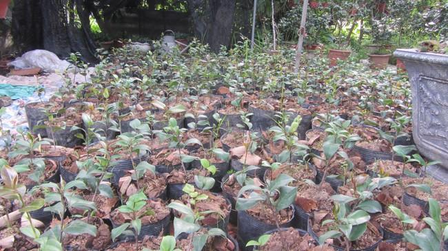 Trà cảnh lên ngôi, dân Văn Giang có tiền tỷ - Ảnh 4. Trà cảnh lên ngôi, dân Văn Giang có tiền tỷ - Ảnh 4.