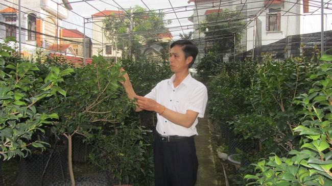 Trà cảnh lên ngôi, dân Văn Giang có tiền tỷ - Ảnh 1. Trà cảnh lên ngôi, dân Văn Giang có tiền tỷ - Ảnh 1.