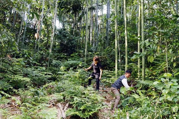 Tuyên Quang nỗ lực thực hiện công tác giảm nghèo bền vững hình ảnh 2 Tuyen Quang no luc thuc hien cong tac giam ngheo ben vung hinh anh 2