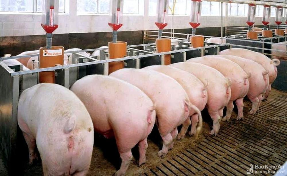 Giá lợn hơi bật tăng cao, người chăn nuôi Nghệ An tích cực tái đàn - Ảnh 1. Giá lợn hơi bật tăng cao, người chăn nuôi Nghệ An tích cực tái đàn - Ảnh 1.
