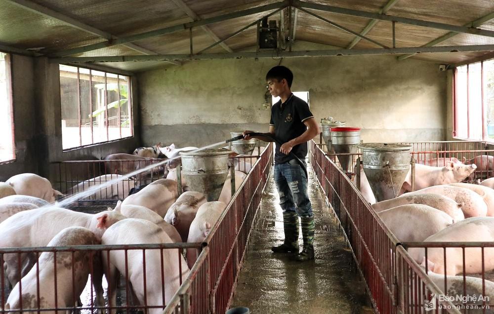 Giá lợn hơi bật tăng cao, người chăn nuôi Nghệ An tích cực tái đàn - Ảnh 2. Giá lợn hơi bật tăng cao, người chăn nuôi Nghệ An tích cực tái đàn - Ảnh 2.
