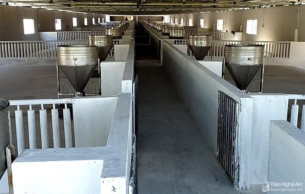 Giá lợn hơi bật tăng cao, người chăn nuôi Nghệ An tích cực tái đàn - Ảnh 5. Giá lợn hơi bật tăng cao, người chăn nuôi Nghệ An tích cực tái đàn - Ảnh 5.