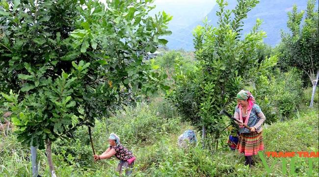 Lai Châu: Để nông nghiệp thu hút doanh nghiệp, nhà đầu tư - Ảnh 3. Lai Châu: Để nông nghiệp thu hút doanh nghiệp, nhà đầu tư - Ảnh 3.