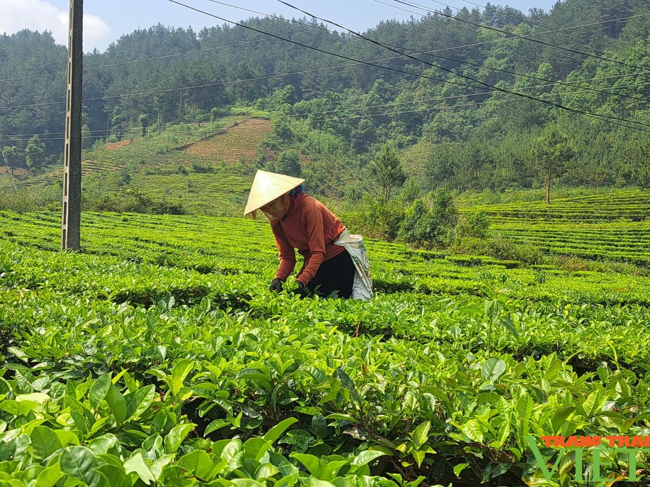 Lai Châu: Để nông nghiệp thu hút doanh nghiệp, nhà đầu tư - Ảnh 4. Lai Châu: Để nông nghiệp thu hút doanh nghiệp, nhà đầu tư - Ảnh 4.