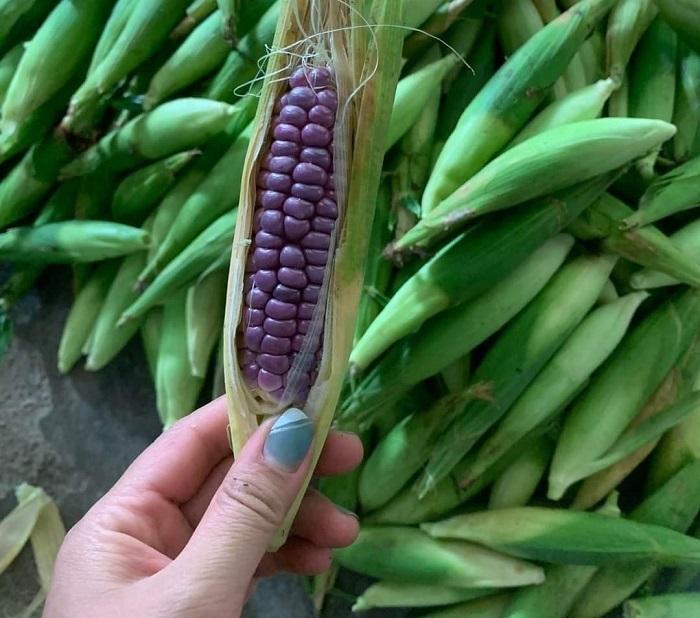 Loại ngô nếp bé bằng 2 ngón tay đang được chị em lùng mua ráo riết - Ảnh 1. Loại ngô nếp bé bằng 2 ngón tay đang được chị em lùng mua ráo riết - Ảnh 1.