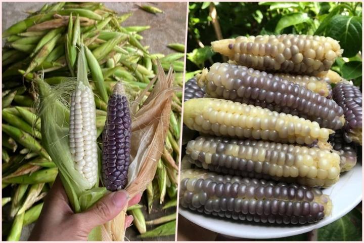 Loại ngô nếp bé bằng 2 ngón tay đang được chị em lùng mua ráo riết - Ảnh 2. Loại ngô nếp bé bằng 2 ngón tay đang được chị em lùng mua ráo riết - Ảnh 2.
