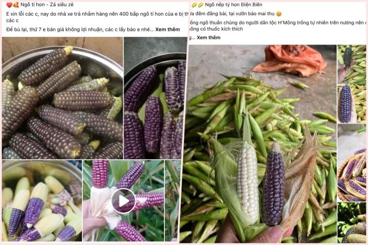 Loại ngô nếp bé bằng 2 ngón tay đang được chị em lùng mua ráo riết - Ảnh 3. Loại ngô nếp bé bằng 2 ngón tay đang được chị em lùng mua ráo riết - Ảnh 3.