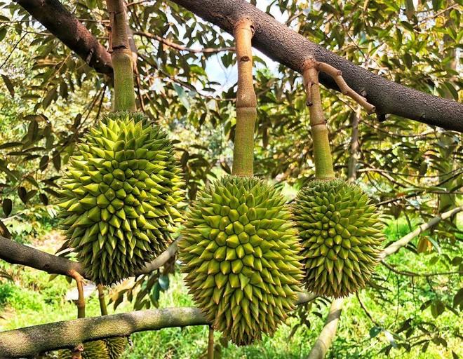 8 loại trái cây Việt Nam đang được đàm phán để xuất khẩu chính ngạch sang Trung Quốc - Ảnh 1. 8 loại trái cây Việt Nam đang được đàm phán để xuất khẩu chính ngạch sang Trung Quốc - Ảnh 1.