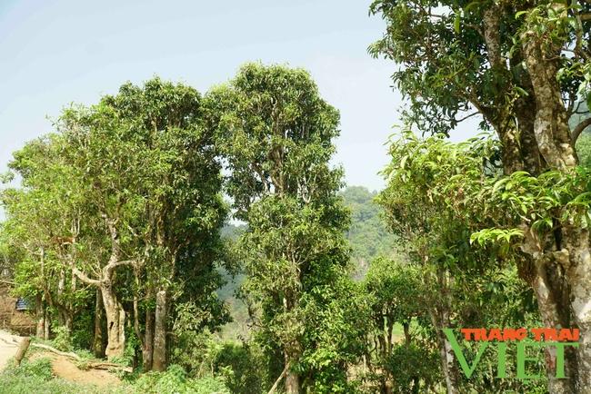 Tủa Chùa: Gìn giữ và phát huy giá trị giống chè cổ thụ cây cao - Ảnh 4. Tủa Chùa: Gìn giữ và phát huy giá trị giống chè cổ thụ cây cao - Ảnh 4.