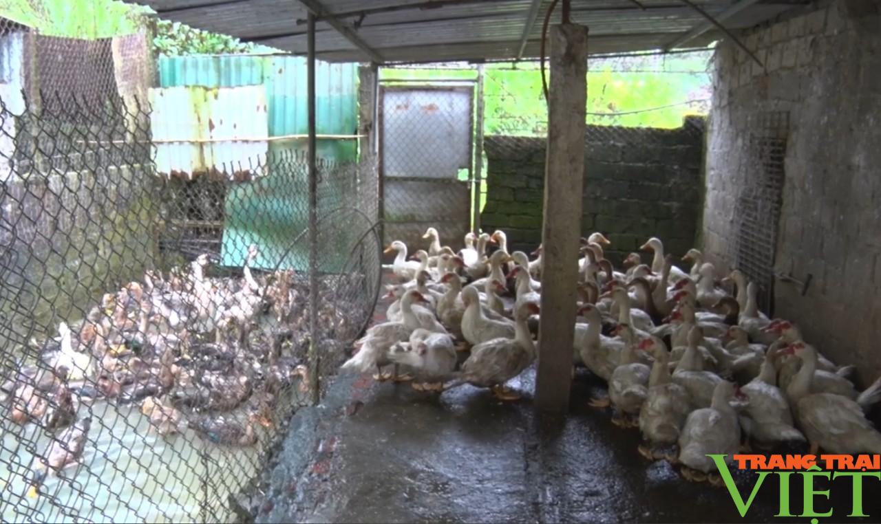 Lai Châu: Sìn Hồ chủ động phòng chống dịch bệnh gia súc, gia cầm - Ảnh 5. Lai Châu: Sìn Hồ chủ động phòng chống dịch bệnh gia súc, gia cầm - Ảnh 5.