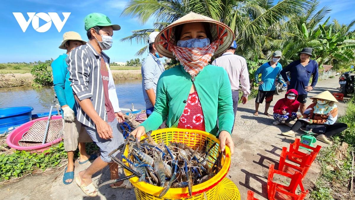 Học nghề nuôi tôm cua, nông dân Cà Mau tăng thu nhập gấp đôi so với cách nuôi truyền thống - Ảnh 3. Học nghề nuôi tôm cua, nông dân Cà Mau tăng thu nhập gấp đôi so với cách nuôi truyền thống - Ảnh 3.