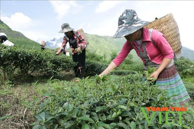 Tủa Chùa: Trồng loại cây chỉ hái búp, trở thành sản phẩm OCOP, nông dân có thu nhập cao   - Ảnh 3.