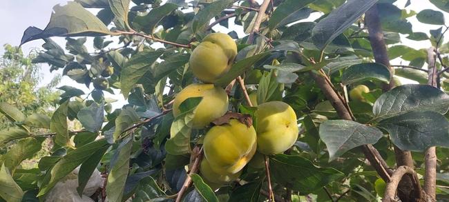 Hồng giòn vừa ngon, vừa ngọt ăn một lần là mê - Ảnh 6. Hồng giòn vừa ngon, vừa ngọt ăn một lần là mê - Ảnh 6.