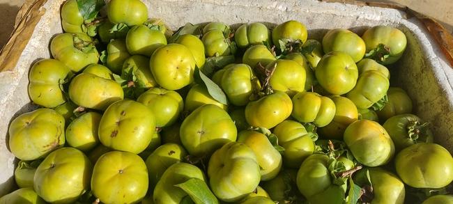 Hồng giòn vừa ngon, vừa ngọt ăn một lần là mê - Ảnh 2. Hồng giòn vừa ngon, vừa ngọt ăn một lần là mê - Ảnh 2.