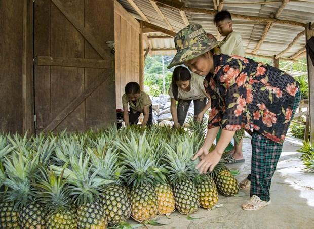 Trồng dứa giúp bà con người Mông ở Mường Nhà thoát nghèo hình ảnh 6 Trong dua giup ba con nguoi Mong o Muong Nha thoat ngheo hinh anh 6