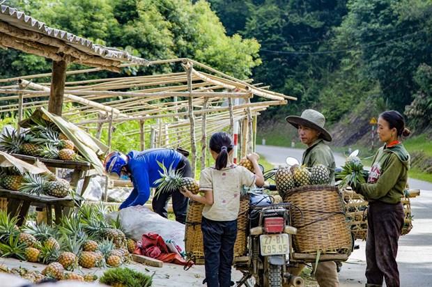 Trồng dứa giúp bà con người Mông ở Mường Nhà thoát nghèo hình ảnh 7 Trong dua giup ba con nguoi Mong o Muong Nha thoat ngheo hinh anh 7