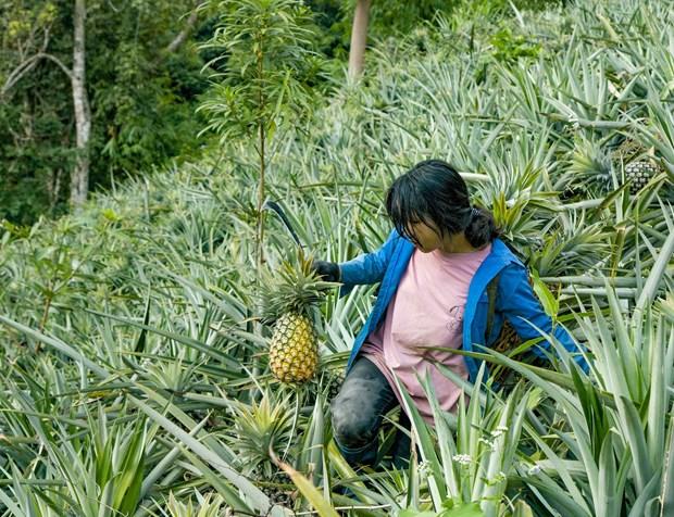 Trồng dứa giúp bà con người Mông ở Mường Nhà thoát nghèo hình ảnh 4 Trong dua giup ba con nguoi Mong o Muong Nha thoat ngheo hinh anh 4