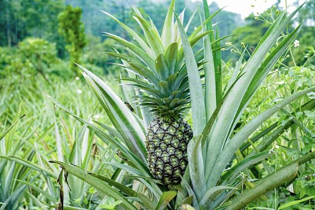 Trồng dứa giúp bà con người Mông ở Mường Nhà thoát nghèo hình ảnh 2 Trong dua giup ba con nguoi Mong o Muong Nha thoat ngheo hinh anh 2