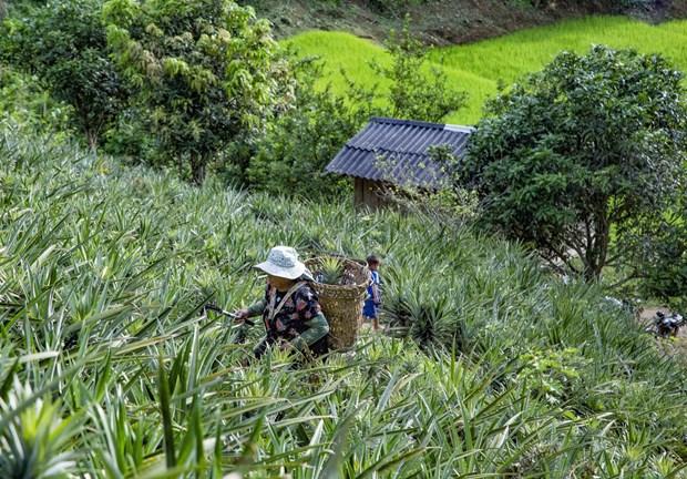 Trồng dứa giúp bà con người Mông ở Mường Nhà thoát nghèo hình ảnh 1 Trong dua giup ba con nguoi Mong o Muong Nha thoat ngheo hinh anh 1
