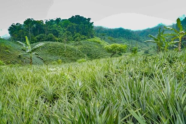 Trồng dứa giúp bà con người Mông ở Mường Nhà thoát nghèo hình ảnh 5 Trong dua giup ba con nguoi Mong o Muong Nha thoat ngheo hinh anh 5