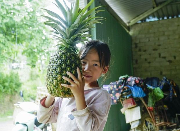 Trồng dứa giúp bà con người Mông ở Mường Nhà thoát nghèo hình ảnh 3 Trong dua giup ba con nguoi Mong o Muong Nha thoat ngheo hinh anh 3