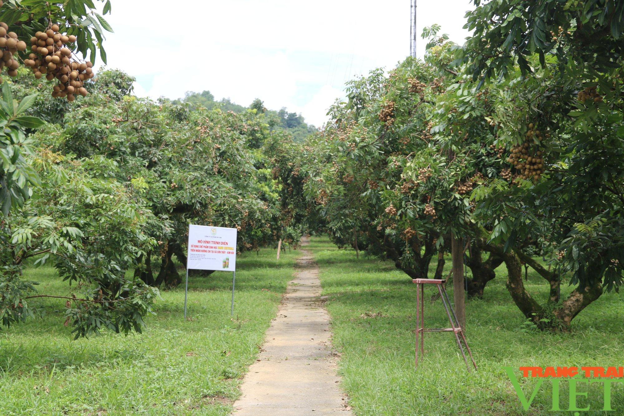 Nhãn Hương Chi Hòa Bình bay sang Châu Âu - Ảnh 1. Nhãn Hương Chi Hòa Bình bay sang Châu Âu - Ảnh 1.