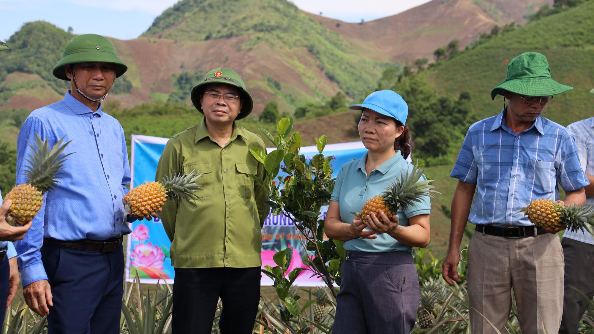 Nông dân Tây Bắc: Từng bước làm giàu nhờ cây dứa - Ảnh 4. Nông dân Tây Bắc: Từng bước làm giàu nhờ cây dứa - Ảnh 4.