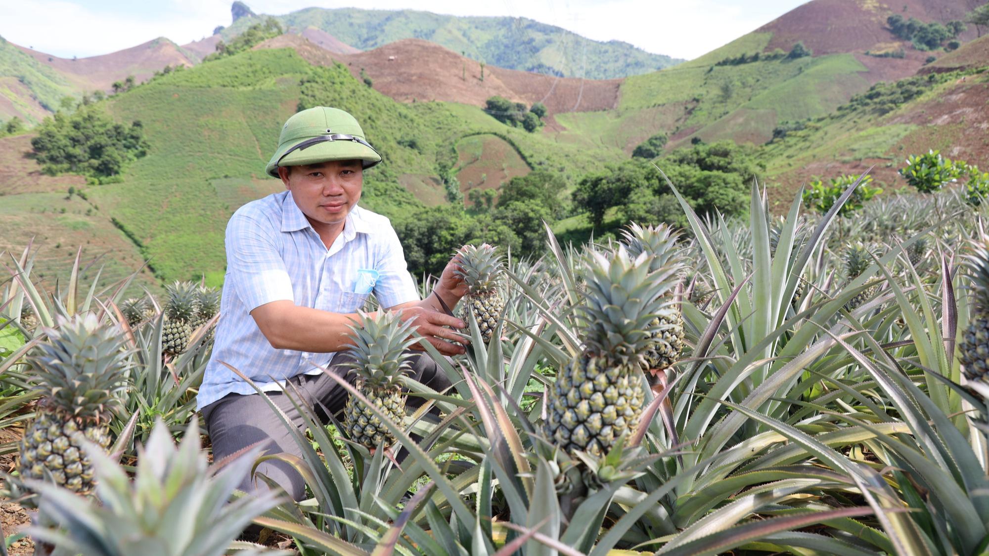 Nông dân Tây Bắc: Từng bước làm giàu nhờ cây dứa - Ảnh 2. Nông dân Tây Bắc: Từng bước làm giàu nhờ cây dứa - Ảnh 2.