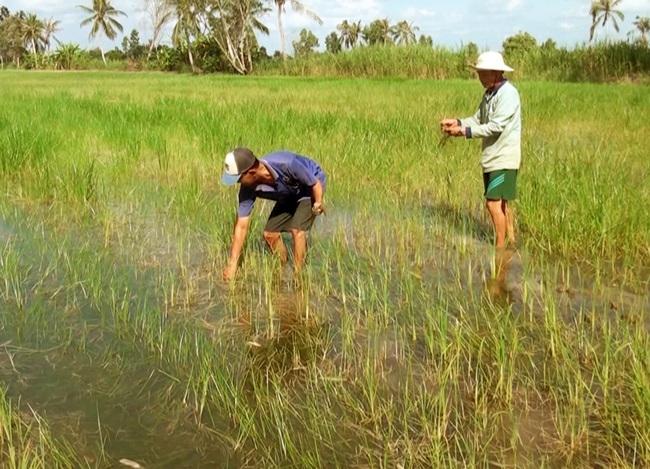 Giữ hay giảm diện tích đất lúa ĐBSCL (Bài 6): Giữ đất lúa mà nông dân vẫn nghèo thì có nên không? - Ảnh 3. Giữ hay giảm diện tích đất lúa ĐBSCL (Bài 6): Giữ đất lúa mà nông dân vẫn nghèo thì có nên không? - Ảnh 3.