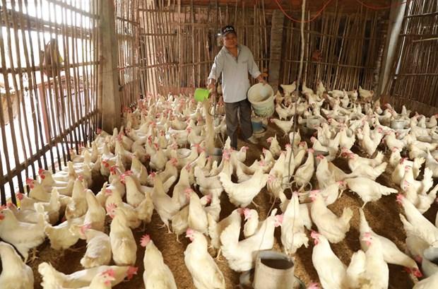 Hà Nội tập trung phát triển các vùng chăn nuôi hữu cơ hình ảnh 1 Ha Noi tap trung phat trien cac vung chan nuoi huu co hinh anh 1
