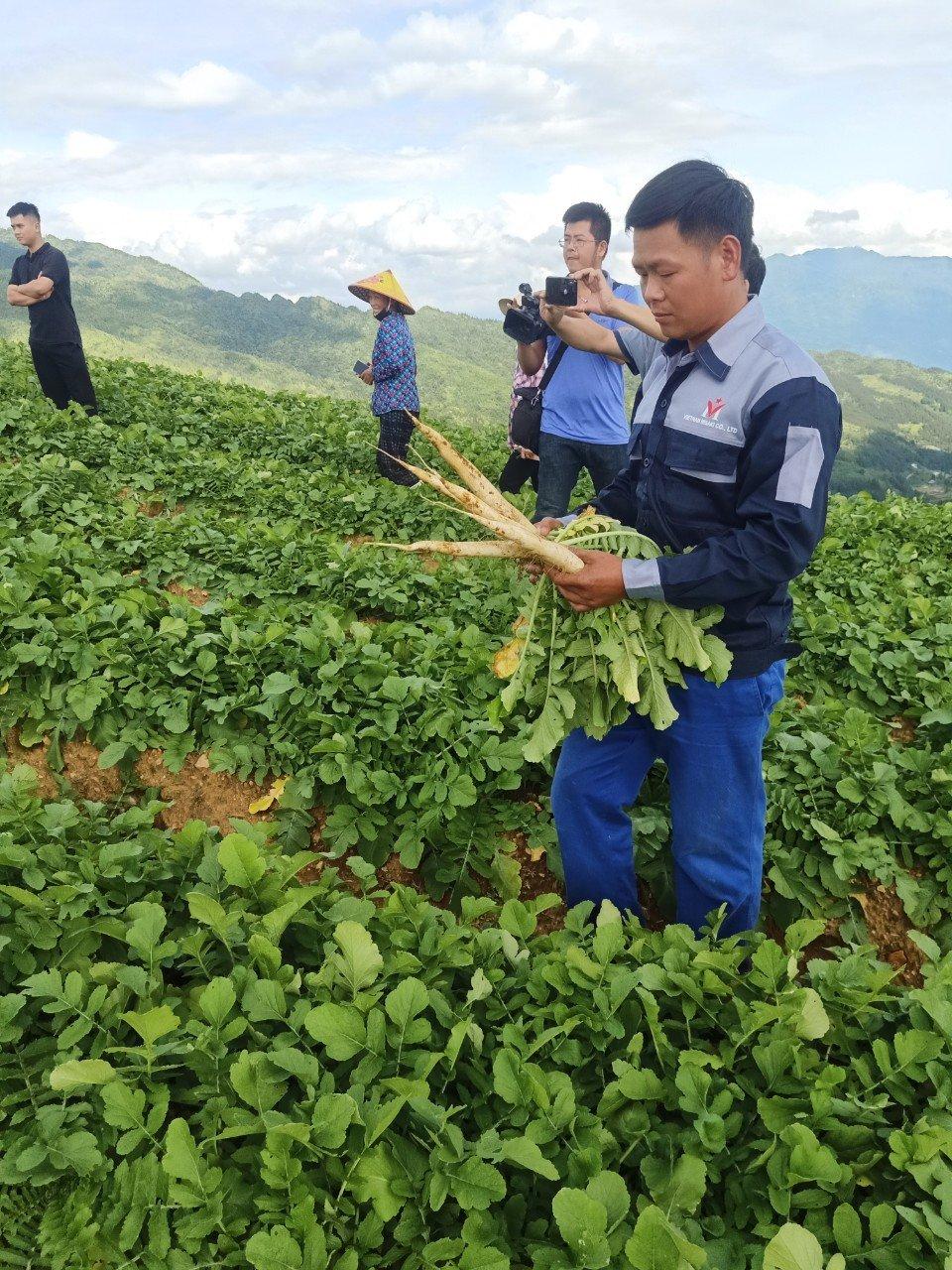 Nông sản Xín Mần từng bước xuất ngoại - Ảnh 2. Nông sản Xín Mần từng bước xuất ngoại - Ảnh 2.