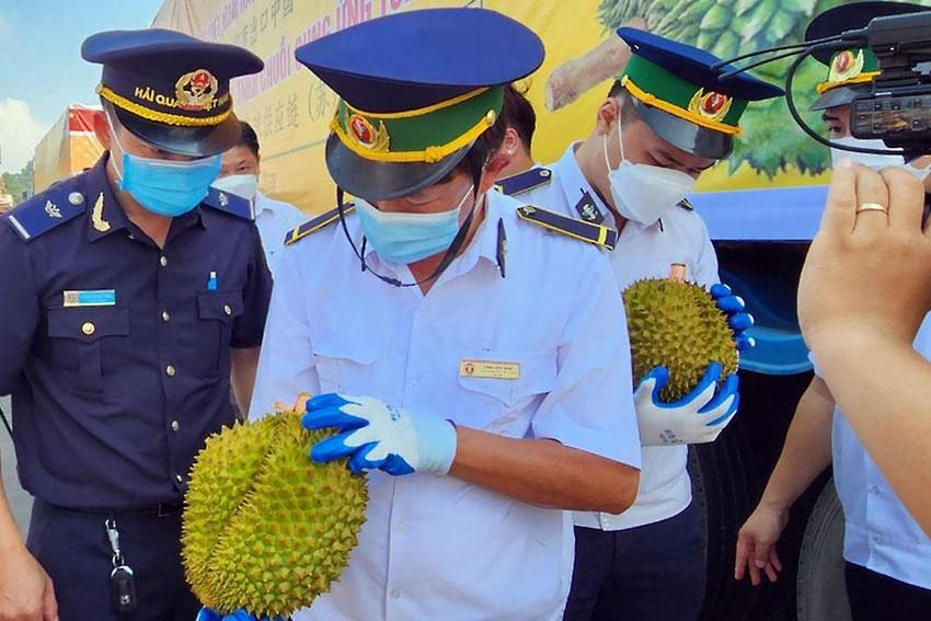 Việt - Trung kiểm soát chặt vùng trồng sầu riêng xuất khẩu - Ảnh 2. Việt - Trung kiểm soát chặt vùng trồng sầu riêng xuất khẩu - Ảnh 2.