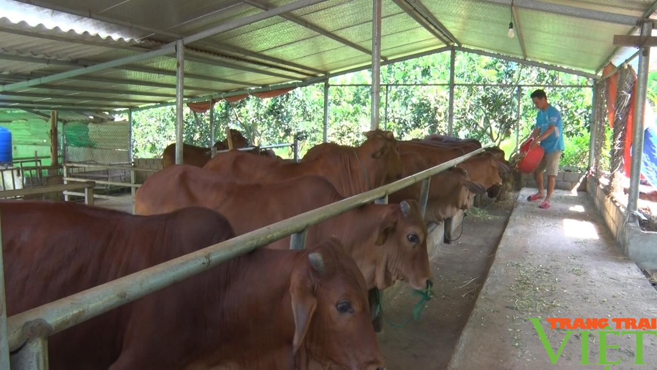 Yên Châu: Đẩy mạnh chăn nuôi giúp nông dân vươn lên làm giàu - Ảnh 2. Yên Châu: Đẩy mạnh chăn nuôi giúp nông dân vươn lên làm giàu - Ảnh 2.