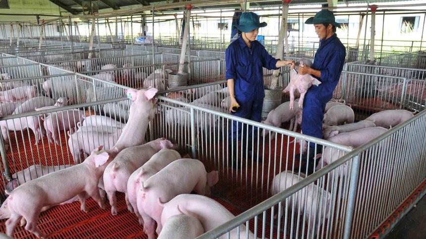 Ngành chăn nuôi Việt Nam: Đang thua trên sân nhà? - Ảnh 1.