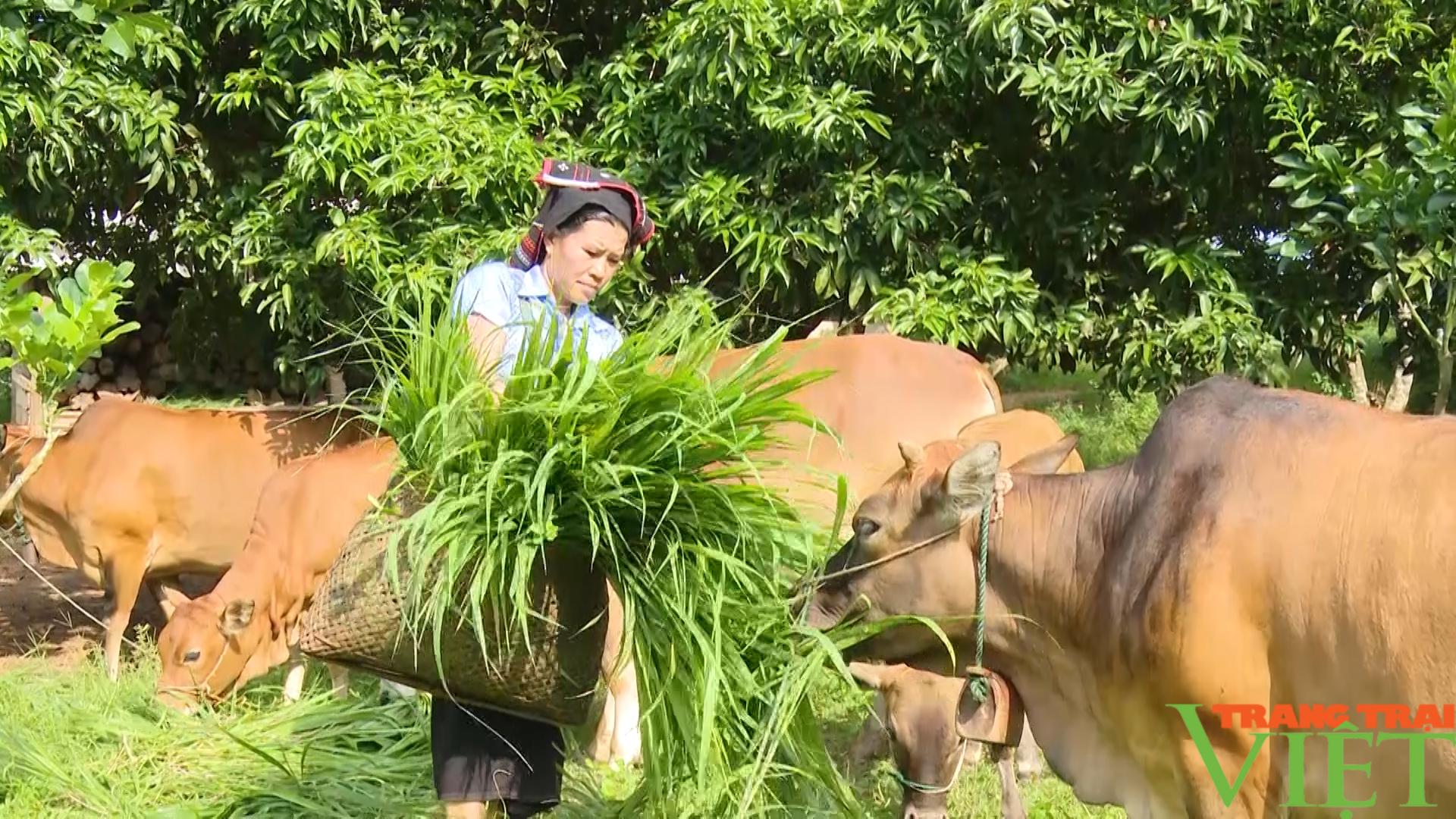 Yên Châu: Đẩy mạnh chăn nuôi giúp nông dân vươn lên làm giàu - Ảnh 8. Yên Châu: Đẩy mạnh chăn nuôi giúp nông dân vươn lên làm giàu - Ảnh 8.