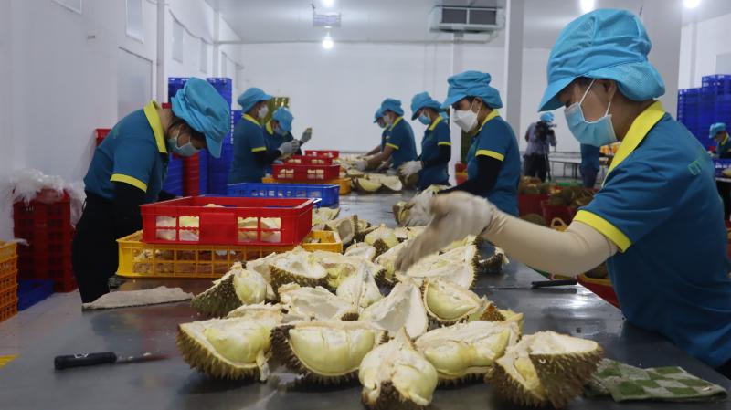 Bình Phước có 5 vườn trồng, 300ha sầu riêng được xuất khẩu chính ngạch sang Trung Quốc - Ảnh 1. Bình Phước có 5 vườn trồng, 300ha sầu riêng được xuất khẩu chính ngạch sang Trung Quốc - Ảnh 1.