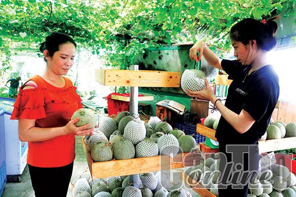 Phát triển nông nghiệp du lịch để nâng cao hiệu quả sản xuất