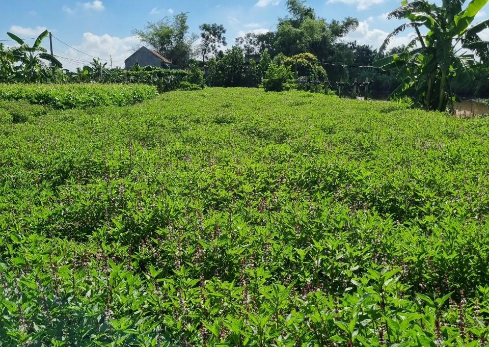 Trồng húng quế, mùi già, một nông dân ở Ninh Bình đem nấu chắt lọc thành tinh dầu có lợi cho sức khỏe - Ảnh 1. Trồng húng quế, mùi già, một nông dân ở Ninh Bình đem nấu chắt lọc thành tinh dầu có lợi cho sức khỏe - Ảnh 1.