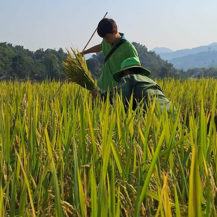 Triển vọng giống lúa mới TBR 97 tại huyện vùng cao Hòa Bình - Ảnh 4. Triển vọng giống lúa mới TBR 97 tại huyện vùng cao Hòa Bình - Ảnh 4.